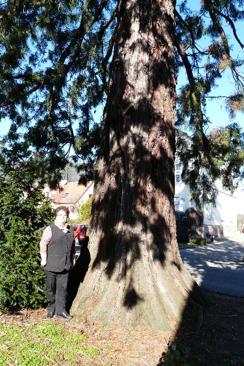 Séquoia géant à Issenheim lotissement des séquoias