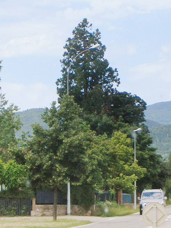 Séquoia géant à Issenheim