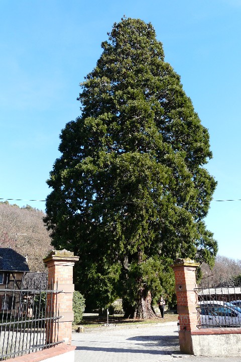 Séquoia géant à Jungholtz