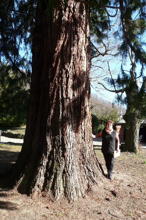 Séquoia géant rue de Rimbach