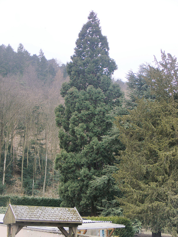 Séquoia géant à Kayserberg
