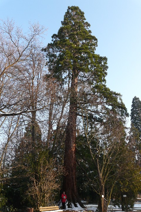 Séquoia géant à Kientzheim