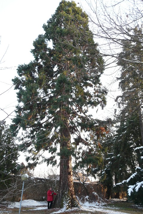 Séquoia géant à parc du lycée SEIJO