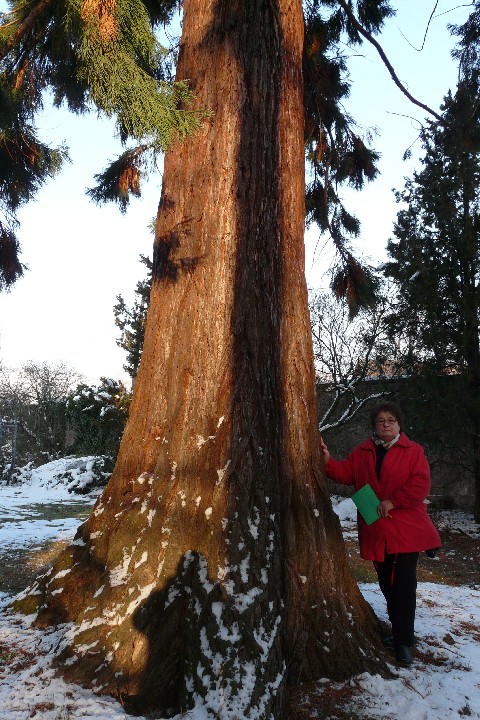 Séquoia géant à Kientzheim