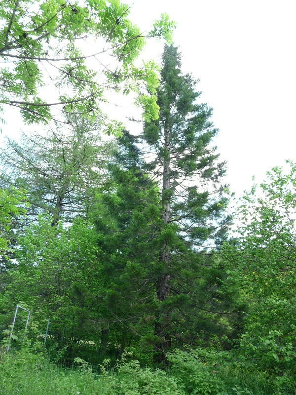 Séquoia géant à Kiffis
