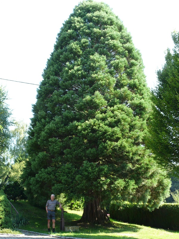 Séquoia géant à Largitzen
