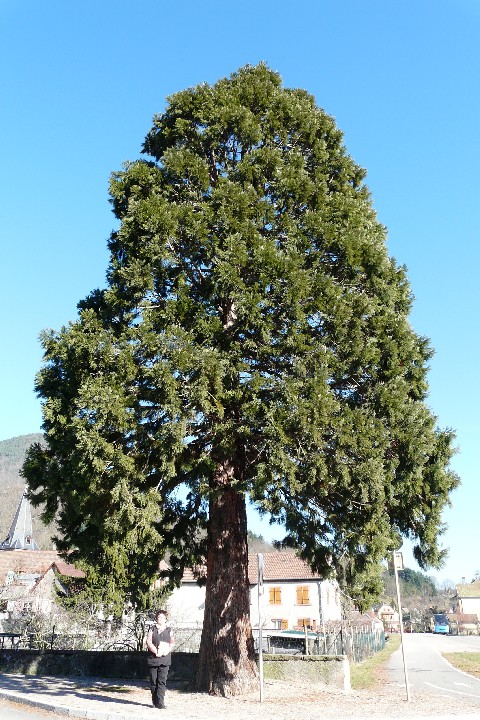 Séquoia géant à Liepvre