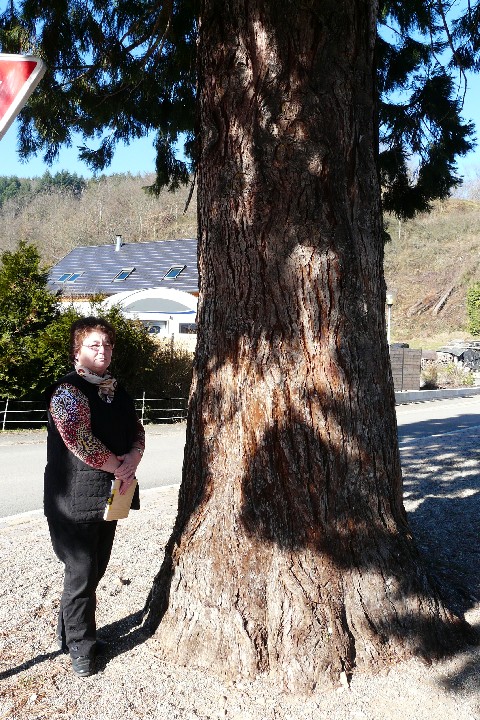 Séquoia géant rue des grands jardins