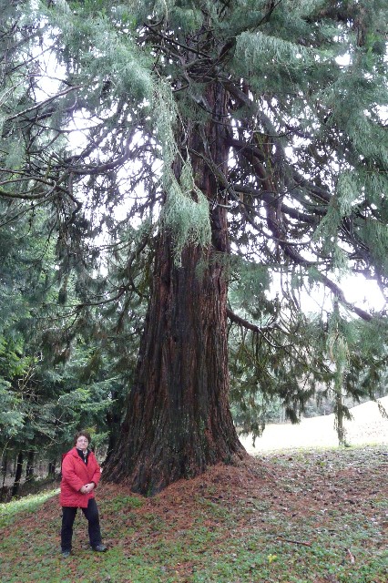 Séquoia géant dans la parc du Schimmel