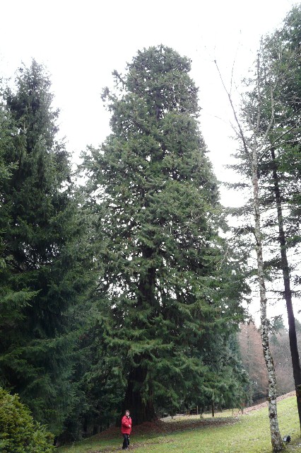 Séquoia géant à Masevaux