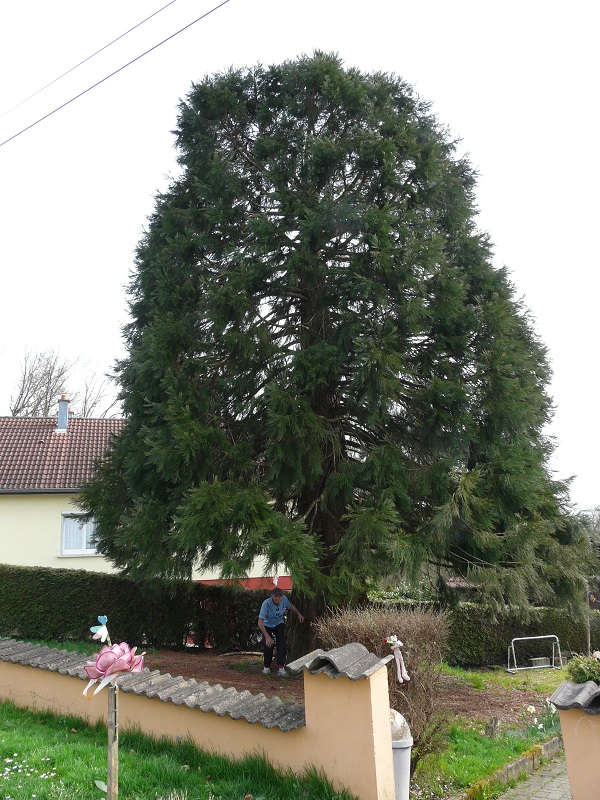 Séquoia géant à Mertzen