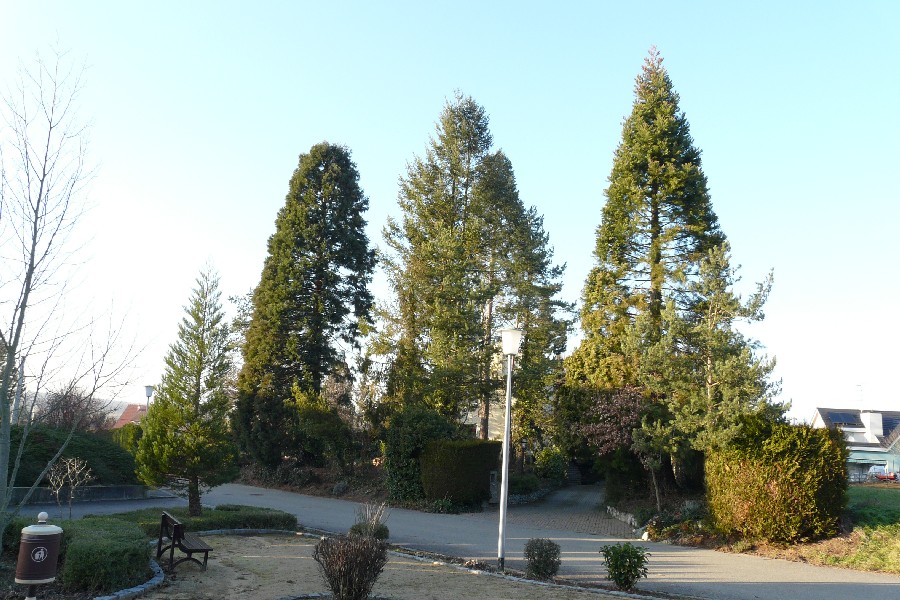 Séquoias géants à Michelbach le Bas