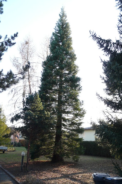 Séquoia géant à Michelbach le Bas