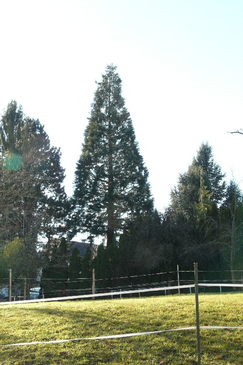 Séquoia géant à Moernach