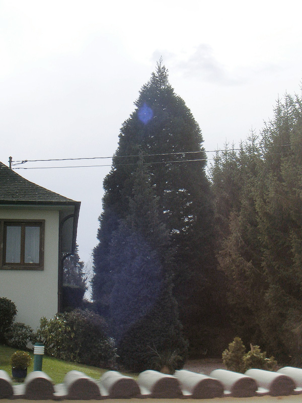 Séquoia géant à Molsheim