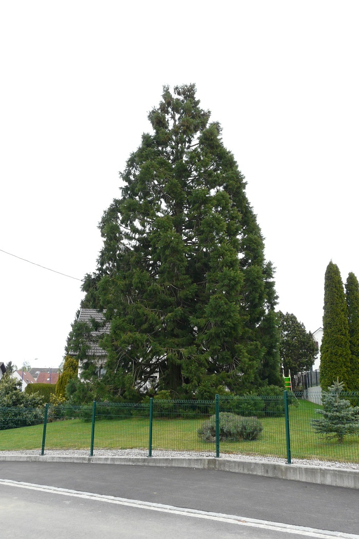 Séquoia géant à Muespach le Haut