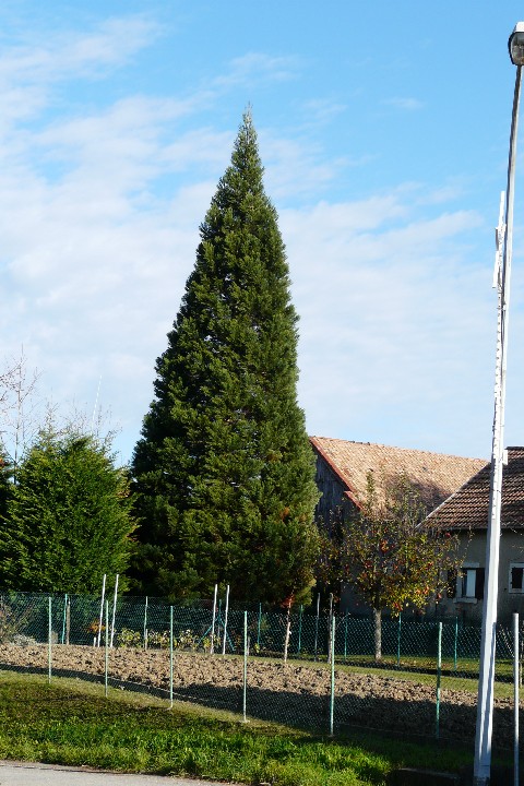 Séquoia géant à Muespach le Haut
