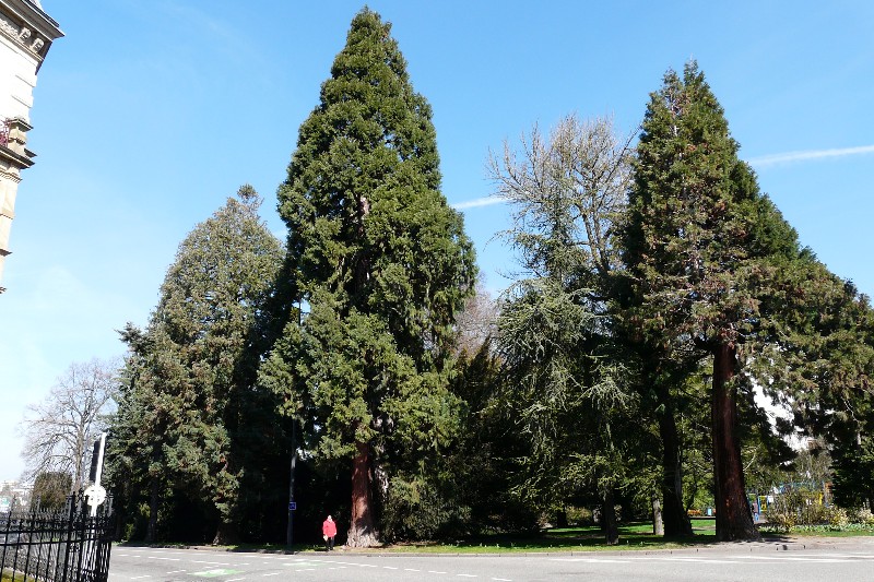 Séquoias géants parc du Tivoli à Mulhouse