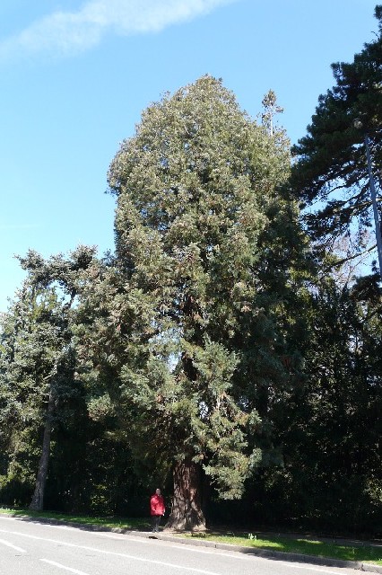 Séquoia géant (3m70)