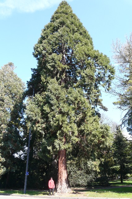 Séquoia géant (3m60)