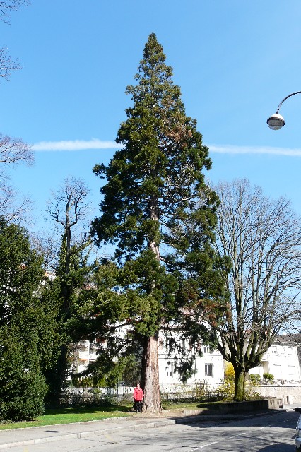Séquoia géant (3m95)