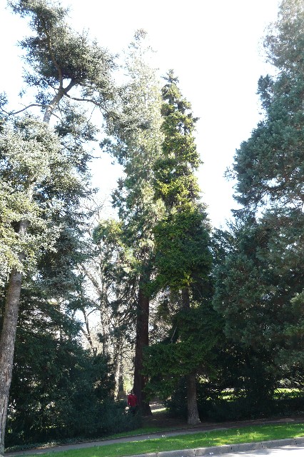 Séquoia géant (4m47)