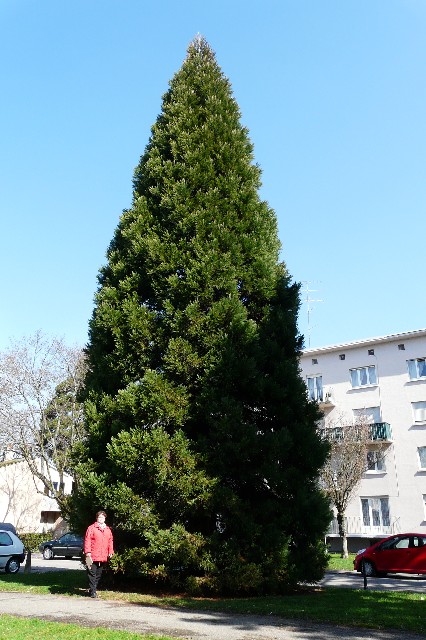 Séquoia géant à Mulhouse allée Gabrielle Koechlin