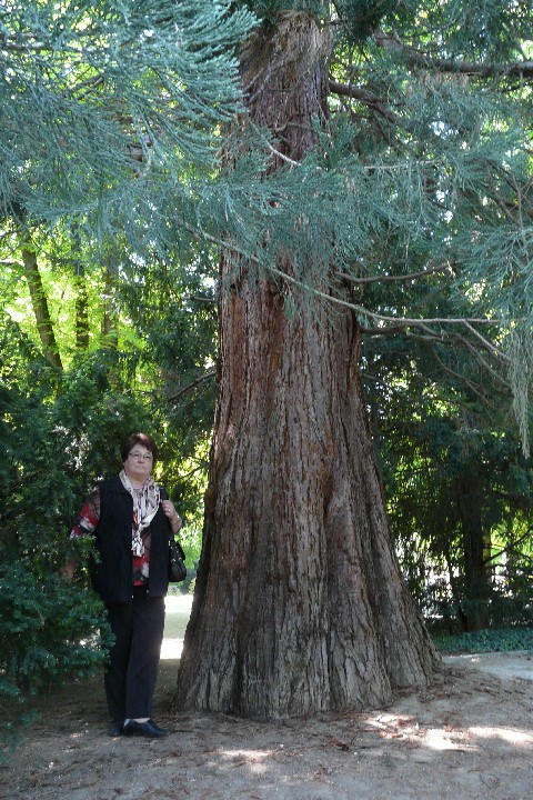 Séquoia géant à Mulhouse