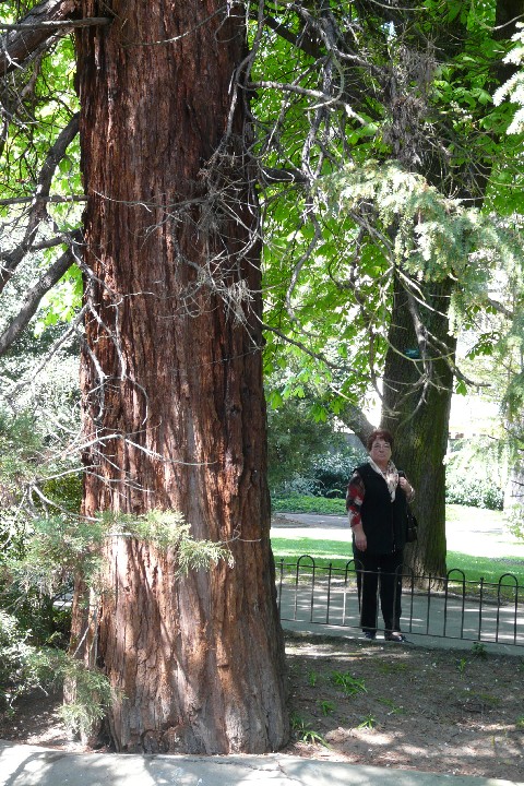 Séquoia géant au parc Salvatore