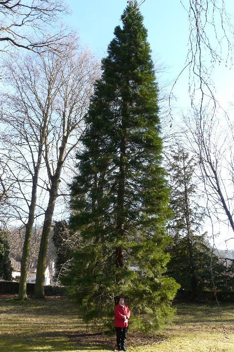 Séquoia géant 1m43 de circonférence