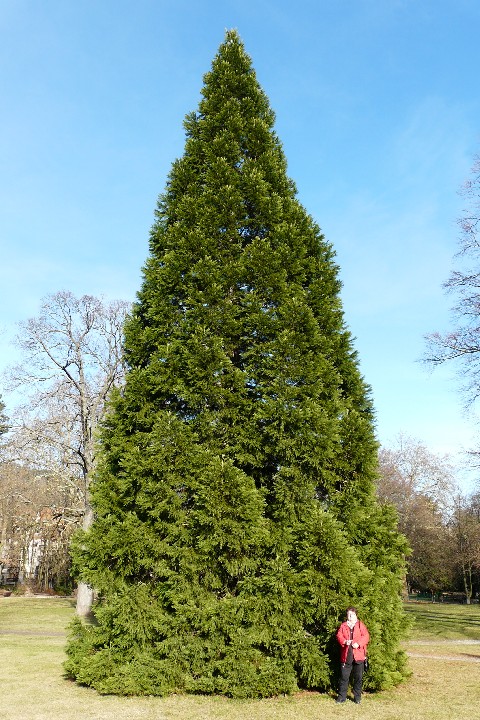 Séquoia géant de 2m90 de circonférence