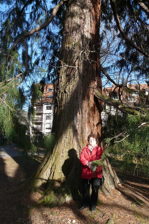 Séquoia géant de 6m20 de circonférence