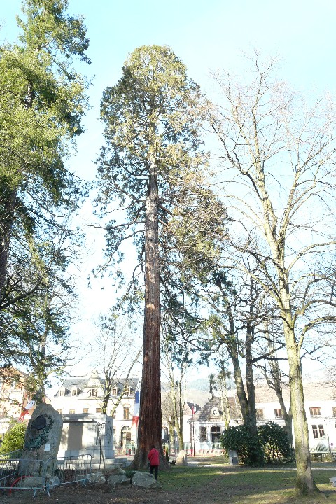 Séquoia géant à Munster parc André Hartmann