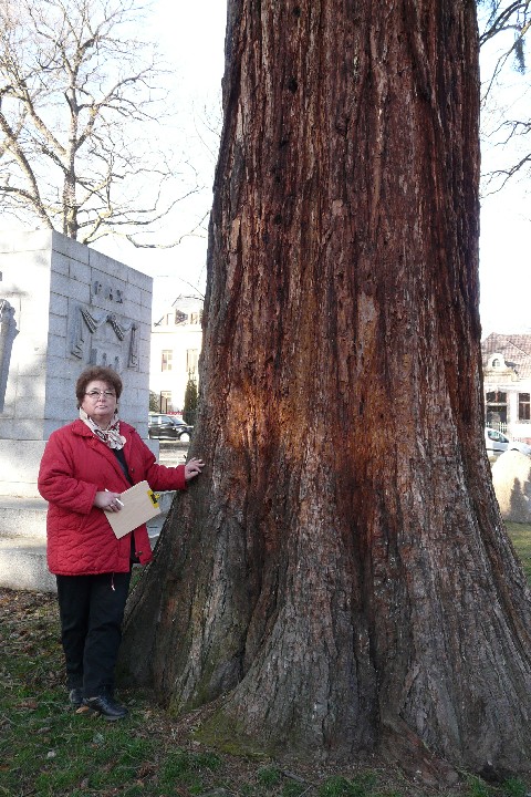 Séquoia géant à Munster