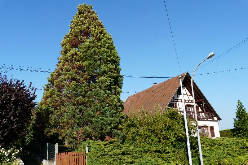 Séquoia géant à Obermorschwihr