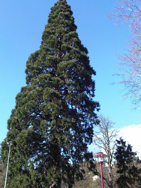 Séquoia géant à Obernai