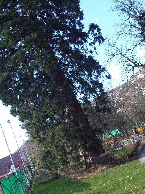Séquoia géant parc du Château Hell Oberkirch
