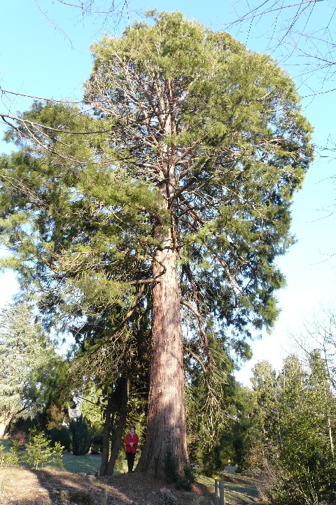 Séquoia géant à la Léonardsau 