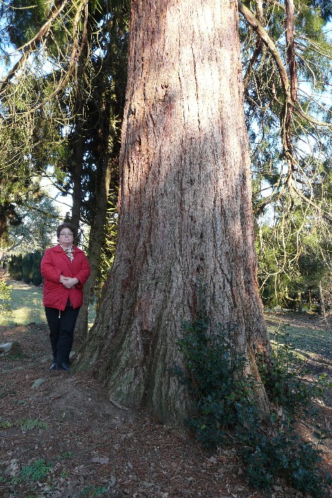 Tronc du séquoia géant de 5m62