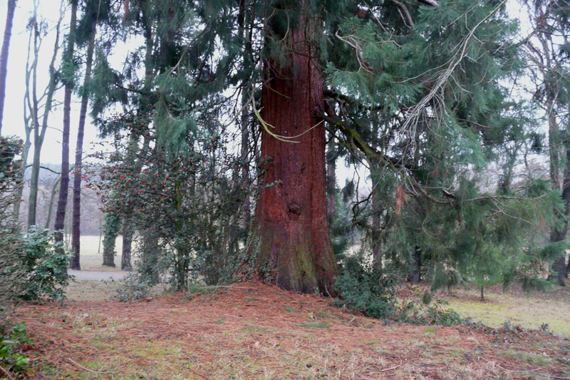 Tronc du séquoia de 4m70 du Domaine de la Léonardsau © Marc Meyer