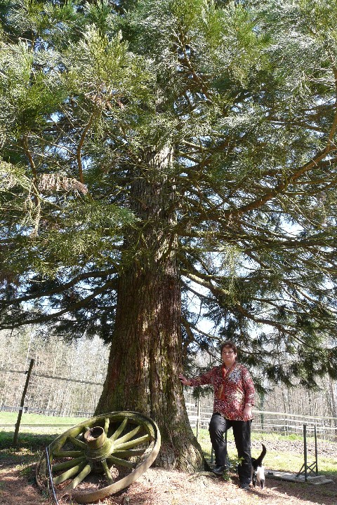 Séquoia géant (3m10)
