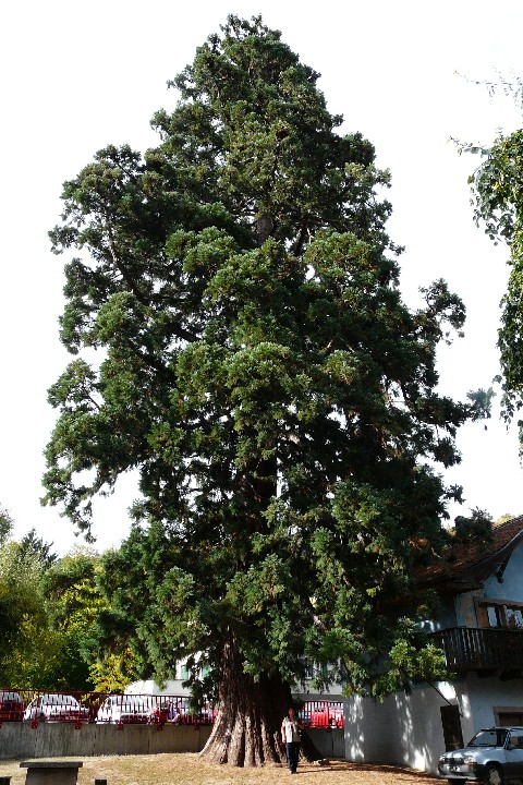 Séquoia géant à Orbey