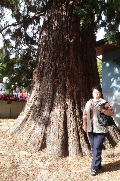 Séquoia géant parc Lefèbure à Orbey