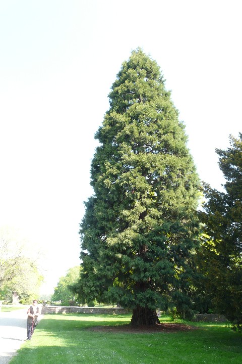 Séquoia géant à Ostheim