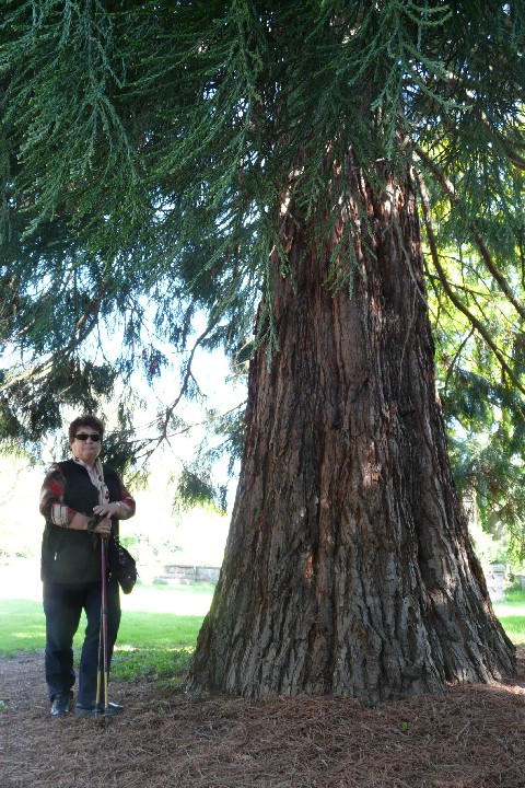 Séquoia géant au parc de Schoppenwihr
