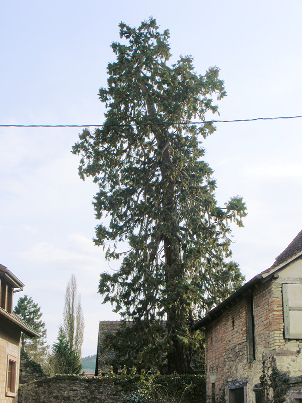 Séquoia géant à Ottrott