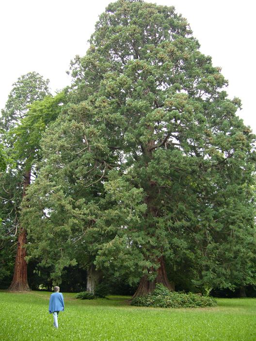 Séquoias géants à Ottrott
