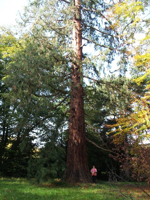 Séquoia géant de 6m70