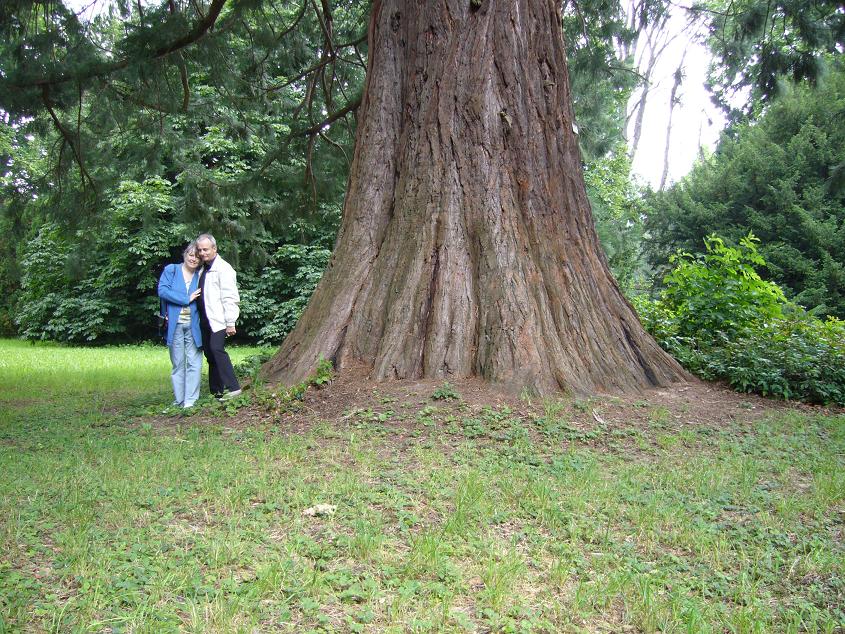 Séquoia géant à Ottrott