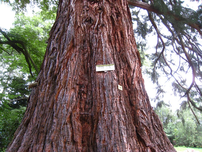 Séquoia géant de 10m de circonférence au Domaine du Windeck